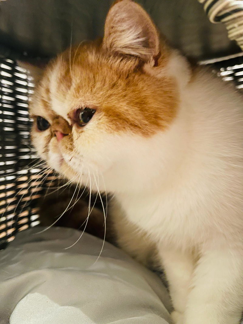Teddy, photo 4
