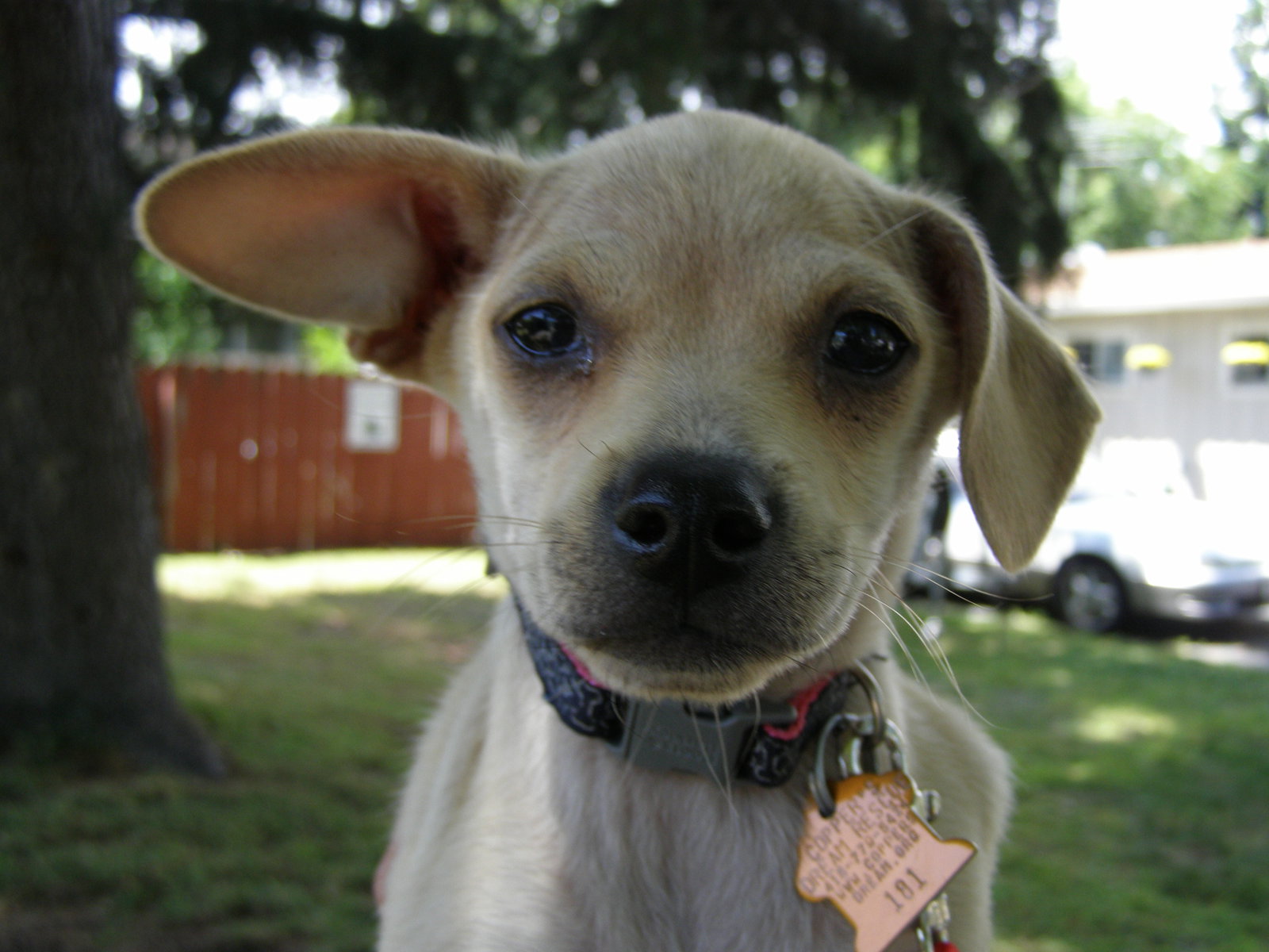 Dog for Adoption Peanut, a Dachshund in Del Rey Oaks, CA Alpha Paw