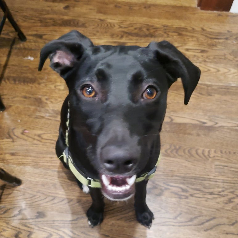 Adoptable Dogs In Your Local Shelter L Adopt A Pet L Aspca Adoptable Dogs In Your Local Shelter L Adopt A Pet L Aspca