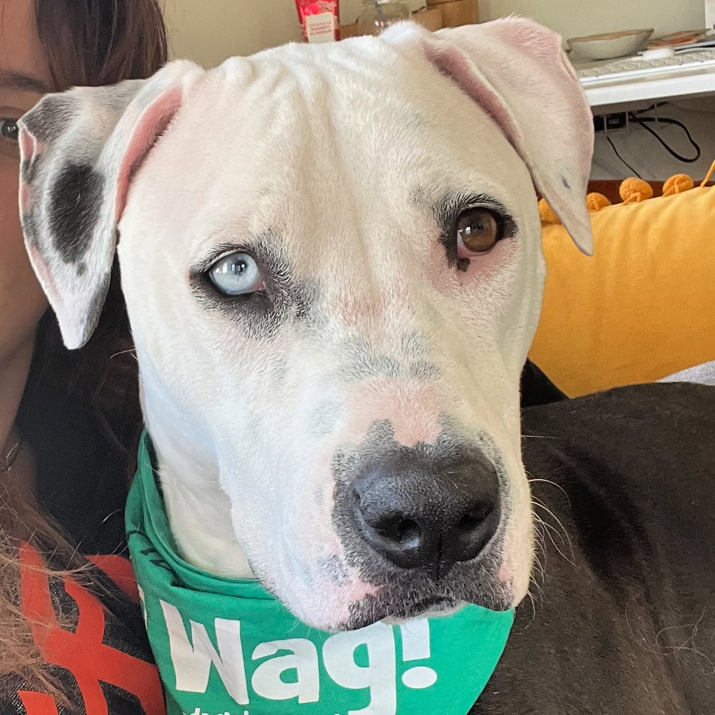 Adoptable Dogs In Your Local Shelter L Adopt A Pet L Aspca