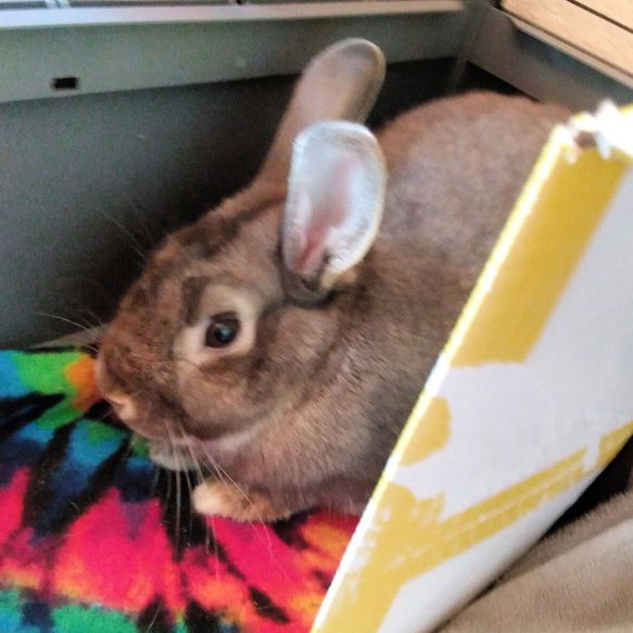 adoptable Rabbit in Sunnyvale, CA named Oreo