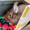adoptable Rabbit in sunnyvale, CA named Oreo