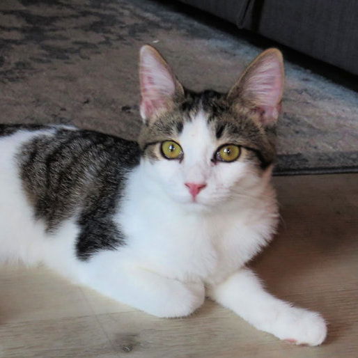 Calico cat for sales adoption near me