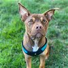 adoptable Dog in sunnyvale, CA named Trace