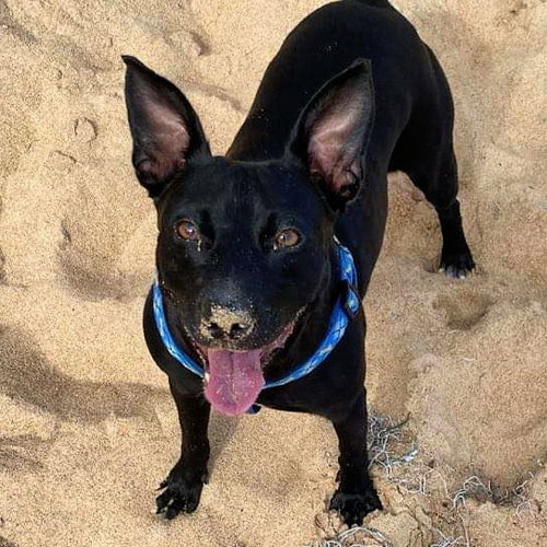 YANNA - Terrier available for adoption
