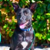 adoptable Dog in sunnyvale, CA named Yanna