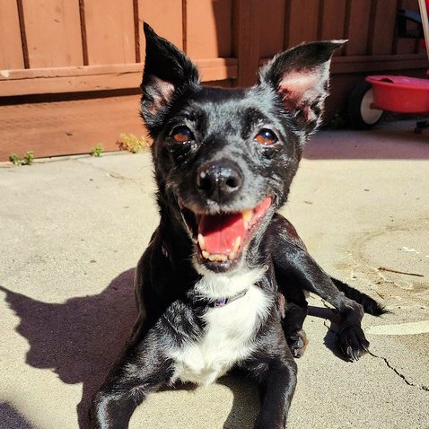 adoptable Dog in Sunnyvale, CA named Mia