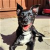 adoptable Dog in sunnyvale, CA named Mia