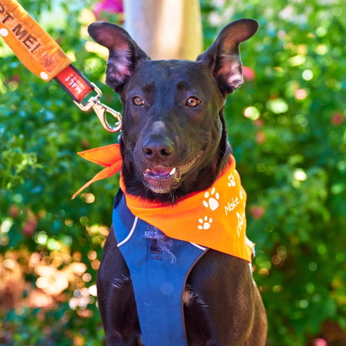 BRANDY - Shepherd / Pit Bull Terrier available for adoption