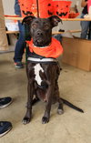 Brandy - Photo 1