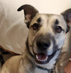 Arlo - Photo 2