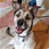 adoptable Dog in sunnyvale, CA named Arlo