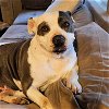 adoptable Dog in sunnyvale, CA named Camilla