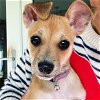 adoptable Dog in sunnyvale, CA named Cookie