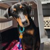 adoptable Dog in sunnyvale, CA named Macy