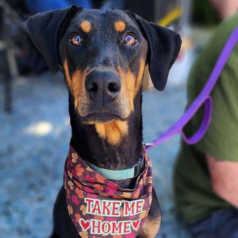 adoptable Dog in Sunnyvale, CA named Macy