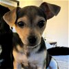 adoptable Dog in sunnyvale, CA named Rollo
