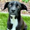 adoptable Dog in sunnyvale, CA named Alan