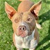 adoptable Dog in sunnyvale, CA named Allison