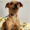 adoptable Dog in sunnyvale, CA named Coco