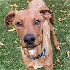 adoptable Dog in sunnyvale, CA named Tanner