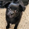 adoptable Dog in sunnyvale, CA named Chloe