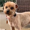 adoptable Dog in sunnyvale, CA named Woody