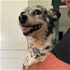 adoptable Dog in sunnyvale, CA named Sadie
