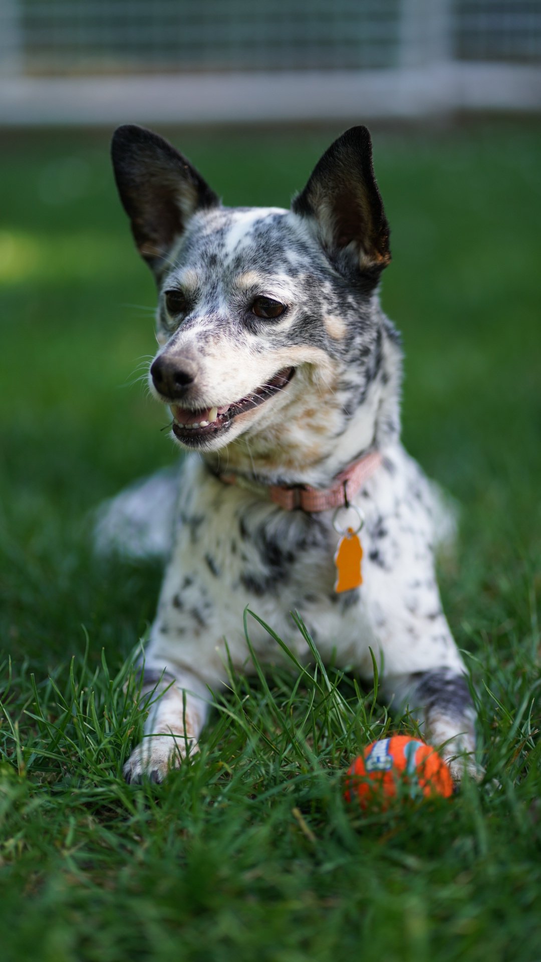 adoptable Dog in Sunnyvale, CA named Sadie