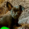 adoptable Dog in sunnyvale, CA named Bay