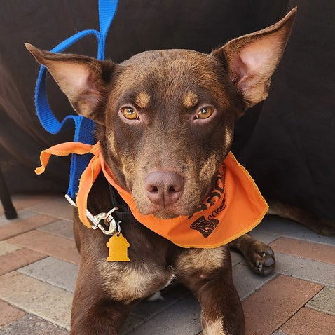 adoptable Dog in Sunnyvale, CA named Tucker