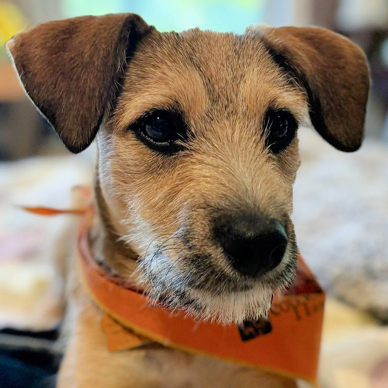 Dog adoption in Sunnyvale, CA 94085: Terrier / Mixed Dog 