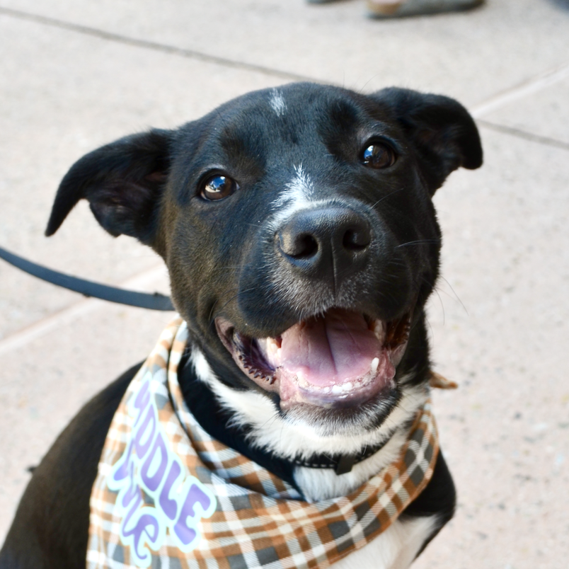 adoptable Dog in Sunnyvale, CA named Sterling