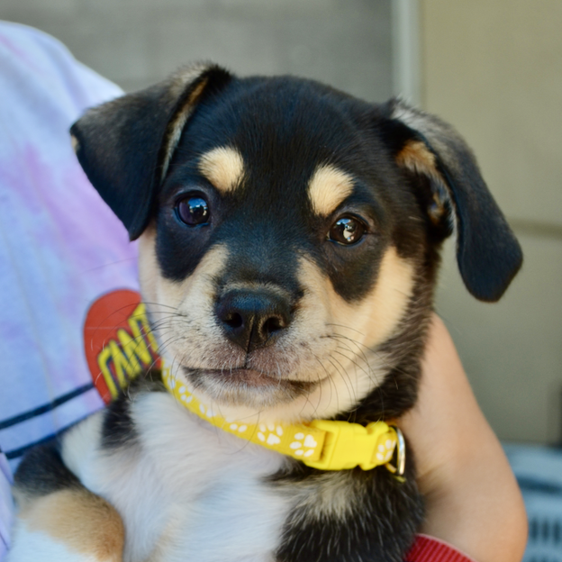 adoptable Dog in Sunnyvale, CA named Lewis