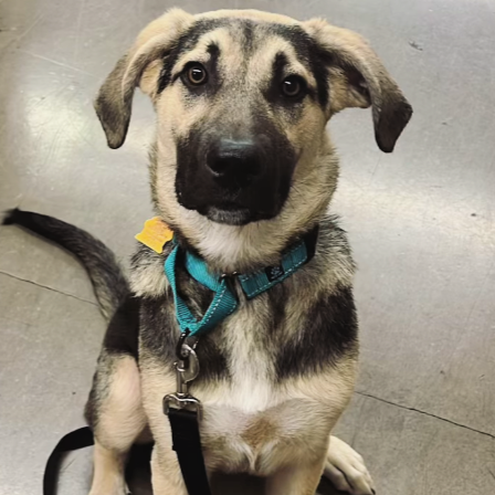 adoptable Dog in Sunnyvale, CA named Miles
