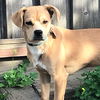 adoptable Dog in  named Dipper