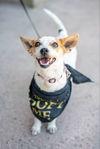 adoptable Dog in  named Quinn