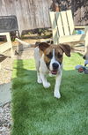 adoptable Dog in  named Charlie