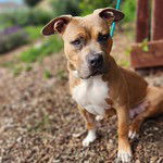 adoptable Dog in Sunnyvale, CA named Barney