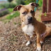 adoptable Dog in  named Barney