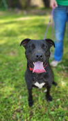 adoptable Dog in  named Biggie