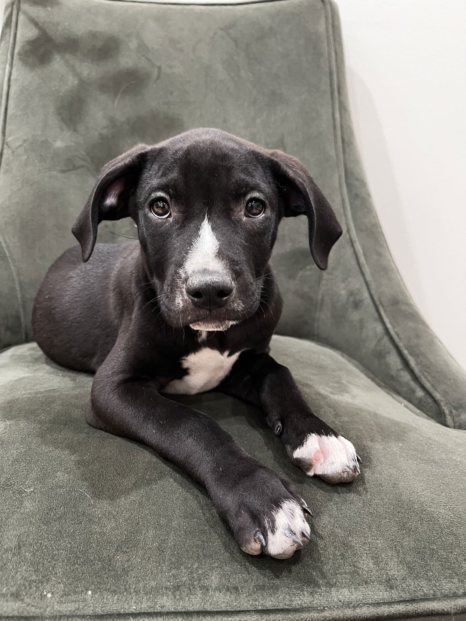 adoptable Dog in Sunnyvale, CA named Fritter