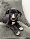 adoptable Dog in  named Fritter