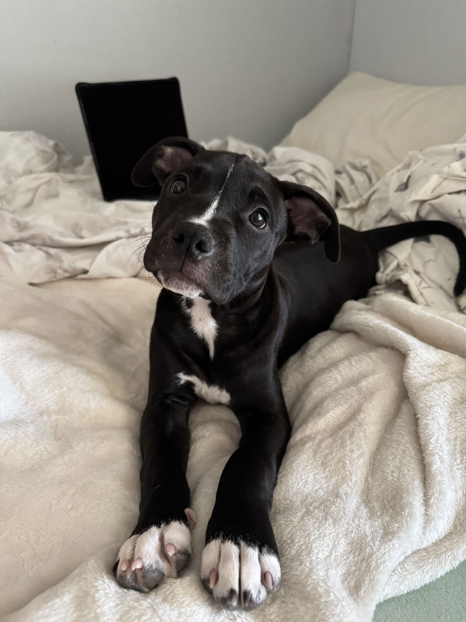 adoptable Dog in Sunnyvale, CA named Pie