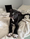 adoptable Dog in  named Pie