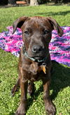 adoptable Dog in  named Tig