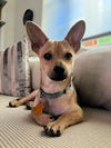 adoptable Dog in  named Muffin