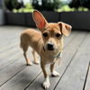 adoptable Dog in  named Chip