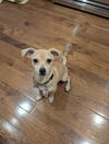 adoptable Dog in  named Cupcake
