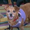 adoptable Dog in  named Gabby